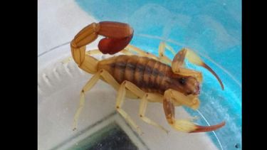 El vecino capturó ocho alacranes y los envió a analizar; asegura que nos peligrosos.