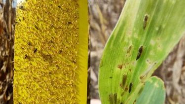 Se está implementando una red nacional de monitoreo con trampas cromáticas adhesivas. Se está implementando una red nacional de monitoreo con trampas cromáticas adhesivas.