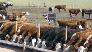 Según el Senasa, en los primeros siete meses de este año, pasaron por los feedlots 2.800.665 animales. Según el Senasa, en los primeros siete meses de este año, pasaron por los feedlots 2.800.665 animales.