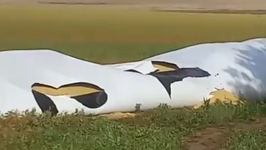 robo de soja en salto: se llevaron seis toneladas y la policia rural investiga el hecho robo de soja en salto: se llevaron seis toneladas y la policia rural investiga el hecho