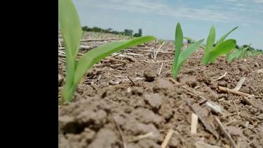 Primer plano del maíz sembrado en Monje.  (AGROACTIVA)