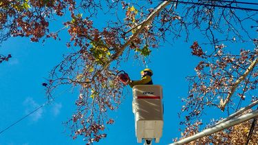 la municipalidad de pergamino advierte a podadores del arbolado publico la municipalidad de pergamino advierte a podadores del arbolado publico