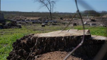 Ecocidio en San Pedro: talaron todos los árboles del predio de Pesca y Casting Ecocidio en San Pedro: talaron todos los árboles del predio de Pesca y Casting