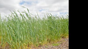 El trigo fue el grano que más ganó en Chicago y en Kansas en la última quincena.  (ARCHIVO LA OPINION)