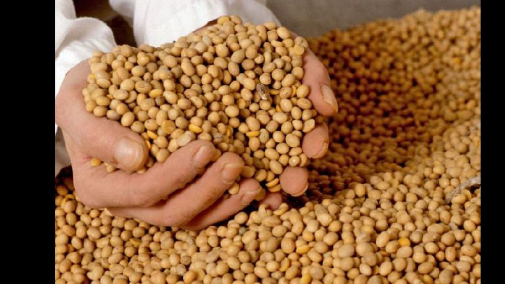 Controlarán a 6.000 grandes  empresarios agrícolas sobre  el uso de semilla ilegal de soja