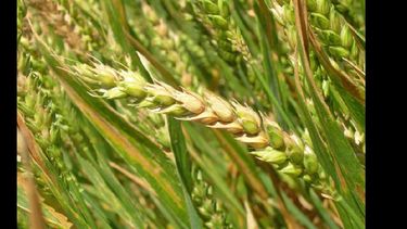 En trigo apareció fusariosis sobre su etapa final.  (ARCHIVO LA OPINION)