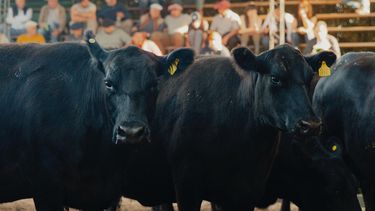 el mercado de invernada muestra una doble cara con los buenos precios el mercado de invernada muestra una doble cara con los buenos precios