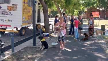 pergamino tendra su jornada de adopcion y tenencia responsable de mascotas organizada por el area de veterinaria pergamino tendra su jornada de adopcion y tenencia responsable de mascotas organizada por el area de veterinaria