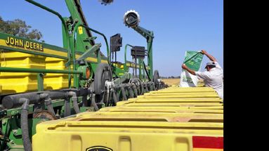 La intención de disminuir la siembra de trigo, en aumento.  (LA OPINION)