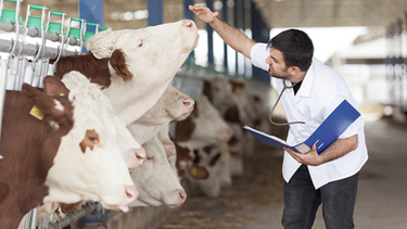 uso de antibioticos uso de antibioticos