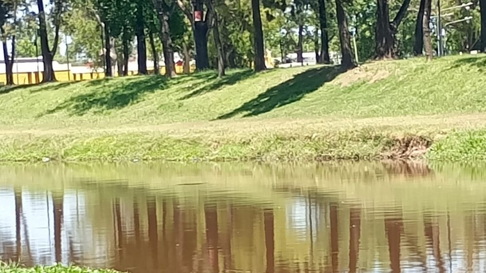 La tortuga de río se asoleó brevemente en el Arroyo Pergamino antes de sumergirse, en una postal registrada por una vecina.