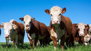 Existe un constante interés en hacer selección y darle mayor valor agregado a la hacienda. Existe un constante interés en hacer selección y darle mayor valor agregado a la hacienda.