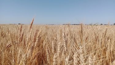 San Pedro suma un punto oficial de recepción de muestras dentro del Programa de Mejoramiento y Diferenciación de la Calidad del Trigo San Pedro suma un punto oficial de recepción de muestras dentro del Programa de Mejoramiento y Diferenciación de la Calidad del Trigo