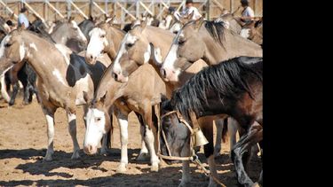 La Anemia Infecciosa Bovina no tiene cura ni vacunas.  (ARCHIVO LA OPINION)