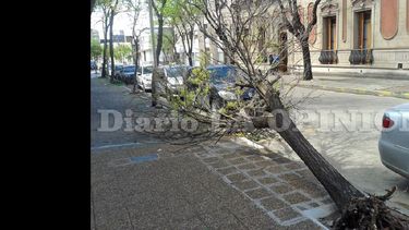 Por el fuerte viento del miércoles hubo hasta ayer a la tarde árboles caídos en distintos sectores de la ciudad. (LA OPINION)