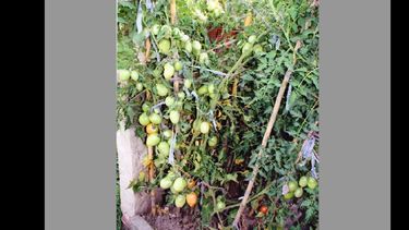 La planta de tomate sigue dando más frutos.  (ANTONIO HAMUE)