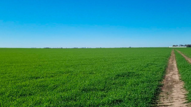 entre riesgos y oportunidades: las lluvias de agosto redefinen la campana agricola entre riesgos y oportunidades: las lluvias de agosto redefinen la campana agricola