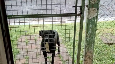 Abandonado, había sido adoptado pro el barrio. Tras una operación, no soportó los cohetes y murió . Abandonado, había sido adoptado pro el barrio. Tras una operación, no soportó los cohetes y murió .