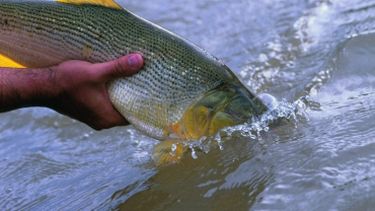 La Dirección de Deporte de la Municipalidad de Ramallo organiza este viernes 24 a partir de las 18, un concurso de Pesca Recreativa libre y gratuita. La Dirección de Deporte de la Municipalidad de Ramallo organiza este viernes 24 a partir de las 18, un concurso de Pesca Recreativa libre y gratuita.