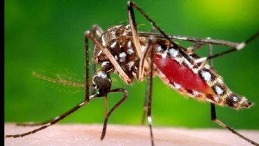 La lucha contra el mosquito transmisor debe darse antes de la llegada del calor. (INTERNET)