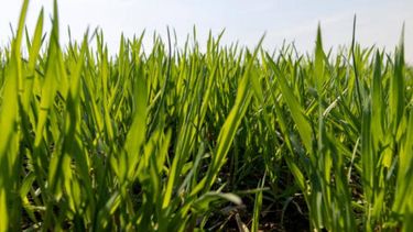 hay hectáreas pendientes y la necesidad de agua empieza a sentirse en los niveles superficiales. hay hectáreas pendientes y la necesidad de agua empieza a sentirse en los niveles superficiales.