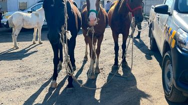 Los robos de caballos del predio comunal fueron denunciados por las autoridades municipales. Los robos de caballos del predio comunal fueron denunciados por las autoridades municipales.