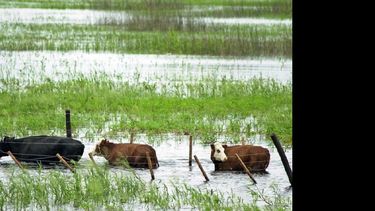 Los montos anuales de lluvia son impresionantes.  (ARCHIVO LA OPINION)