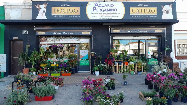 Los encargados del local Acuario Pergamino repusieron los vidrios. Los encargados del local Acuario Pergamino repusieron los vidrios.