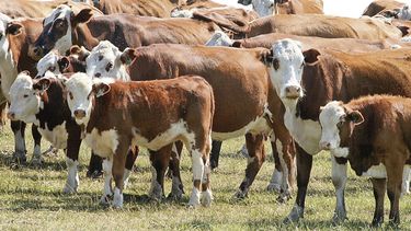 Ganadería: En el actual contexto los números son positivos para la producción ganadera en relación a la agrícola. Ganadería: En el actual contexto los números son positivos para la producción ganadera en relación a la agrícola.