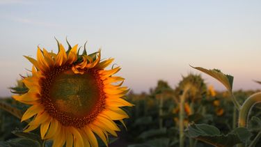 el girasol confitero gana terreno en el noroeste bonaerense el girasol confitero gana terreno en el noroeste bonaerense