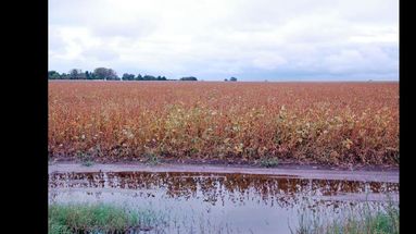 El avance de la cosecha de soja solo llega al 13% del área por las continuas lluvias. (LA OPINION)