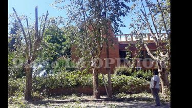 La poda de los plátanos de la Celp se concretó en las últimas horas. (LA OPINION)