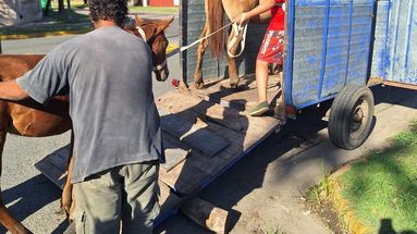 Los tres caballos fueron restituidos a la familia encargada de su cuidado con el compromiso de mantenerlos con responsabilidad y tras haberle colocado el chip de identificación.