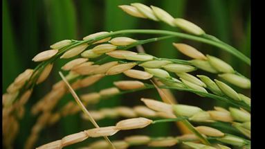 La bebida aun no salió al mercado, pero ya fue sometida a diferentes paneles de catas donde recibió buenas críticas. (INTA INFORMA)