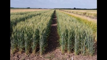 En la experimental Pergamino del Inta se analiza el comportamiento de los cultivos de acuerdo a los tratamientos. En la experimental Pergamino del Inta se analiza el comportamiento de los cultivos de acuerdo a los tratamientos.