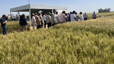 Los productores tuvieron acceso a actualizaciones en materia de manejos de cultivos y las mejores variedades para los ciclos y zonas donde se implanta el trigo y los mercados de la producción triguera en Argentina y el Mundo. Los productores tuvieron acceso a actualizaciones en materia de manejos de cultivos y las mejores variedades para los ciclos y zonas donde se implanta el trigo y los mercados de la producción triguera en Argentina y el Mundo.