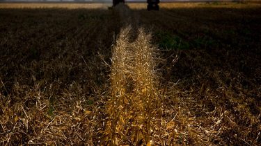 La Opinión OnLine | image