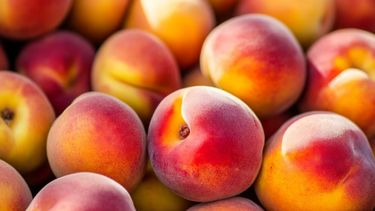 Tres cultivares desarrollados en San Pedro combinan adaptación productiva, calidad visual y demanda comercial tras más de una década de investigación. Tres cultivares desarrollados en San Pedro combinan adaptación productiva, calidad visual y demanda comercial tras más de una década de investigación.