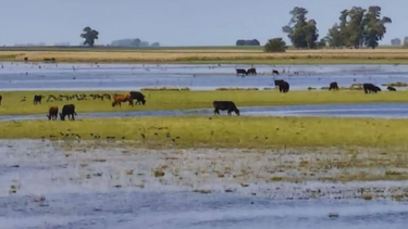 Inundación: el INTA propuso pautas de manejo para la ga Inundación: el INTA propuso pautas de manejo para la ga