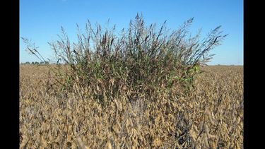 Confirmaron la resistencia múltiple en sorgo de Alepo.  (ARCHIVO LA OPINION)