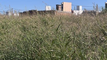 Son 200 las familias que viven en el barrio Tierras del Sol, que hoy atraviesan una enorme preocupación por el crecimiento de los pastizales en distintos terrenos que tienen dueño o pertenecen al Banco Hipotecario. Son 200 las familias que viven en el barrio Tierras del Sol, que hoy atraviesan una enorme preocupación por el crecimiento de los pastizales en distintos terrenos que tienen dueño o pertenecen al Banco Hipotecario.