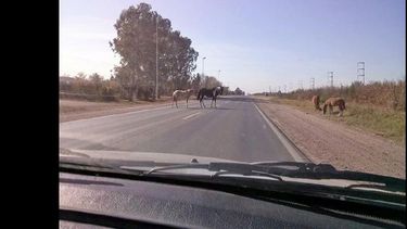 La presencia de caballos sobre la ruta provincial Nº 178 es una problemática recurrente. (INTERNET)