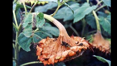 La línea posee un alto contenido de aceite.  (INTA INFORMA)