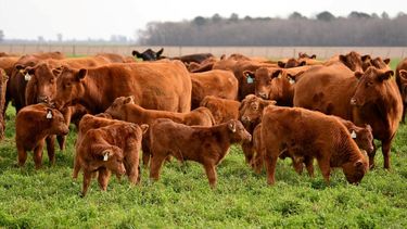 El Gobierno insiste en desburocratizar la ganadería. El Gobierno insiste en desburocratizar la ganadería.