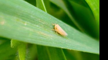 La coexistencia de maíces tempranos transitando la última etapa del cultivo y tardíos en estas regiones enfatiza la necesidad de intensificar las estrategias de prevención