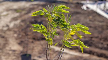 plan de forestacion urbana en pergamino: mas de 660 vecinos pidieron arboles para sus veredas plan de forestacion urbana en pergamino: mas de 660 vecinos pidieron arboles para sus veredas