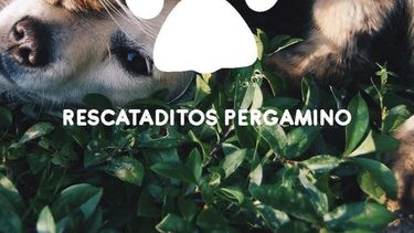 La organización de proteccionistas debe dejar el predio donde permanecen un centenar de perros.