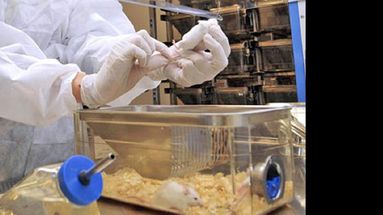 El curso está destinado a profesionales de la región que trabajen con animales de experimentación. (LA OPINION)
